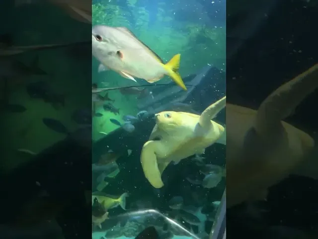  Lawati Aquaria KLCC bersama Rakan